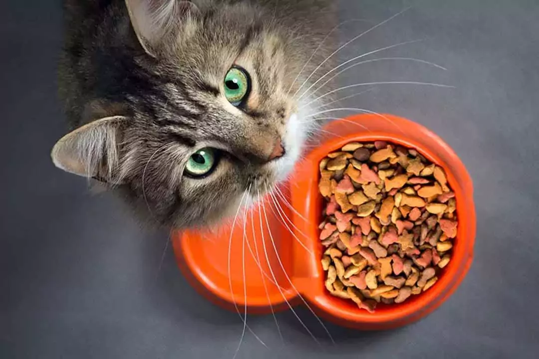 غذاهای مناسب برای گربه خانگی