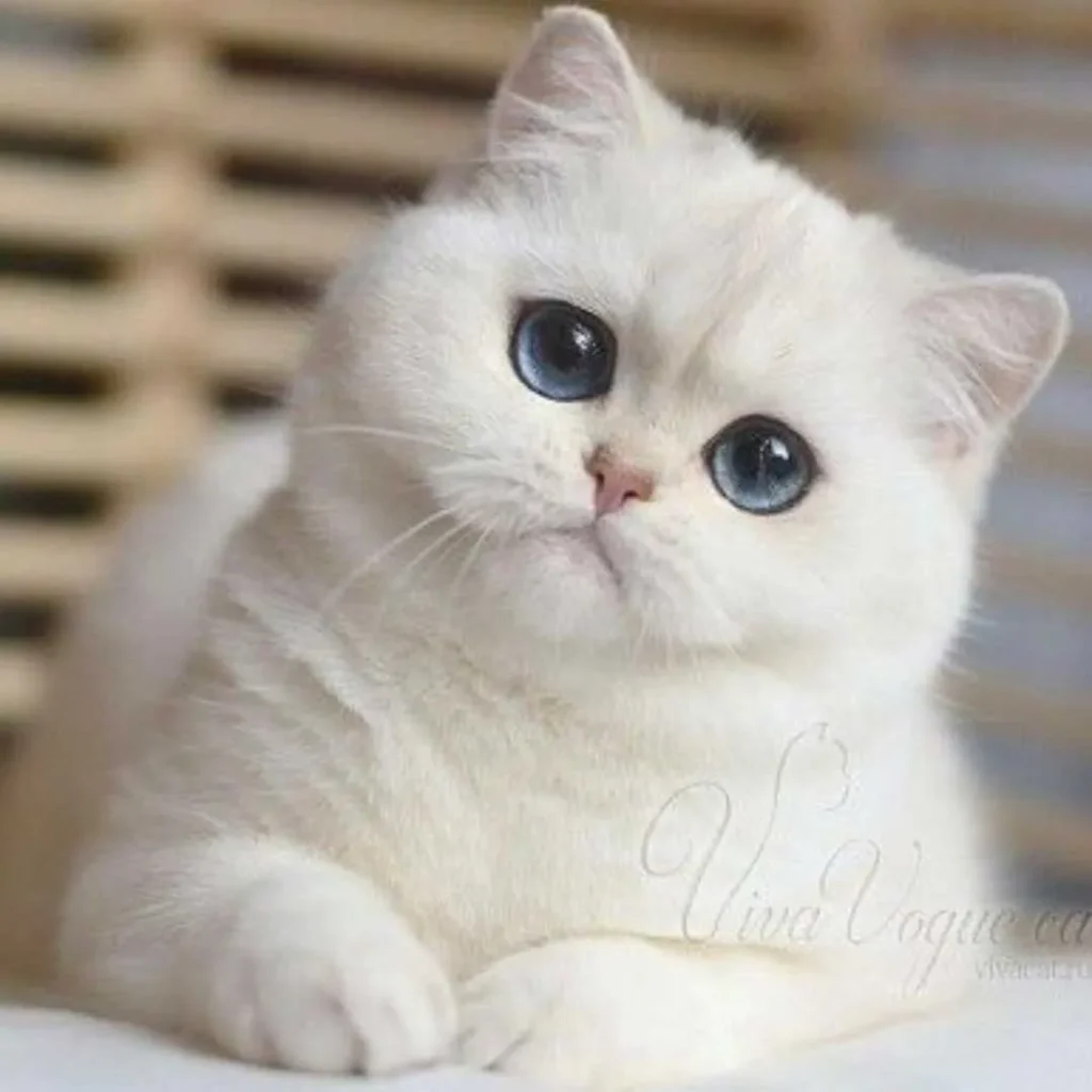 گربه مظلوم 