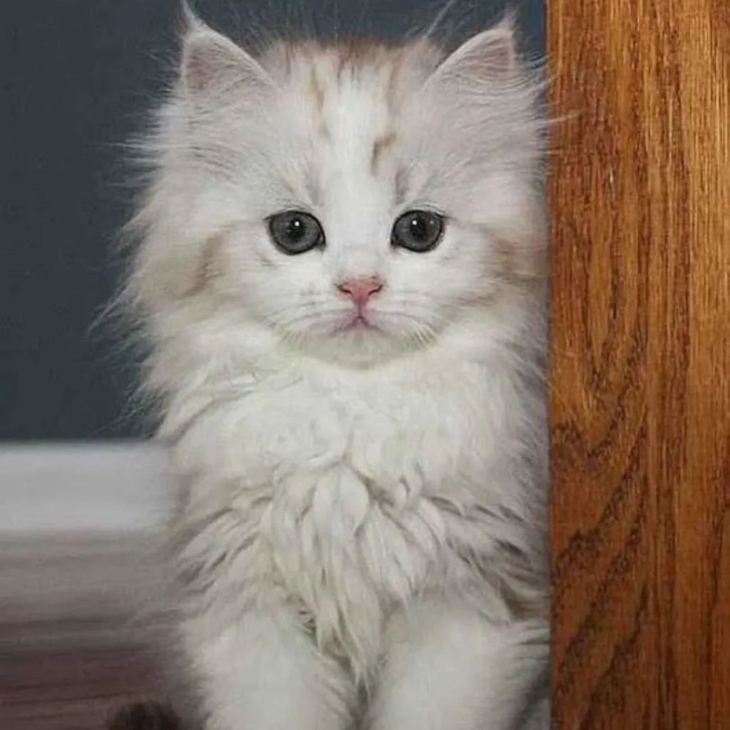 عکس گربه با مزه 