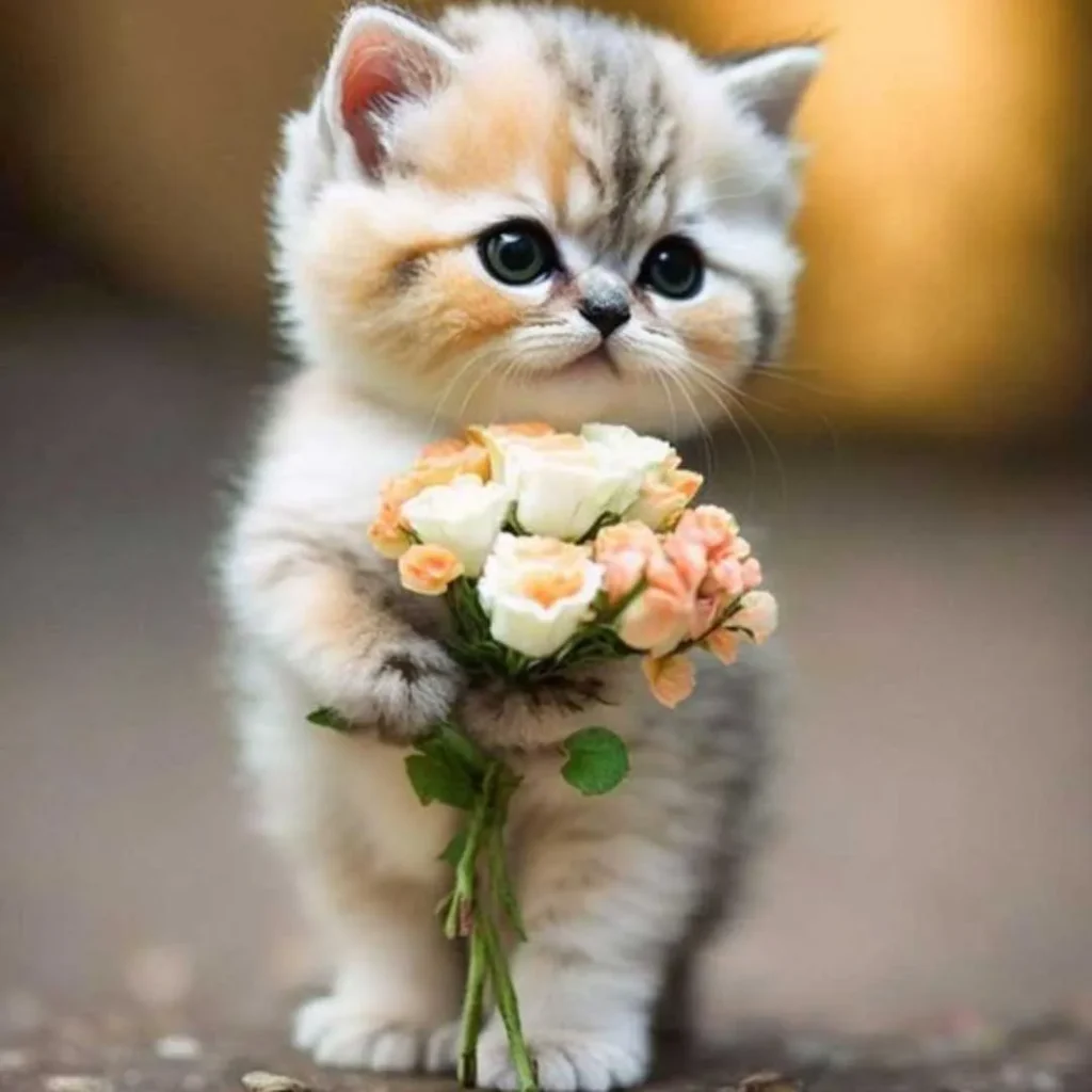 گربه های خوشگل و عکساشون