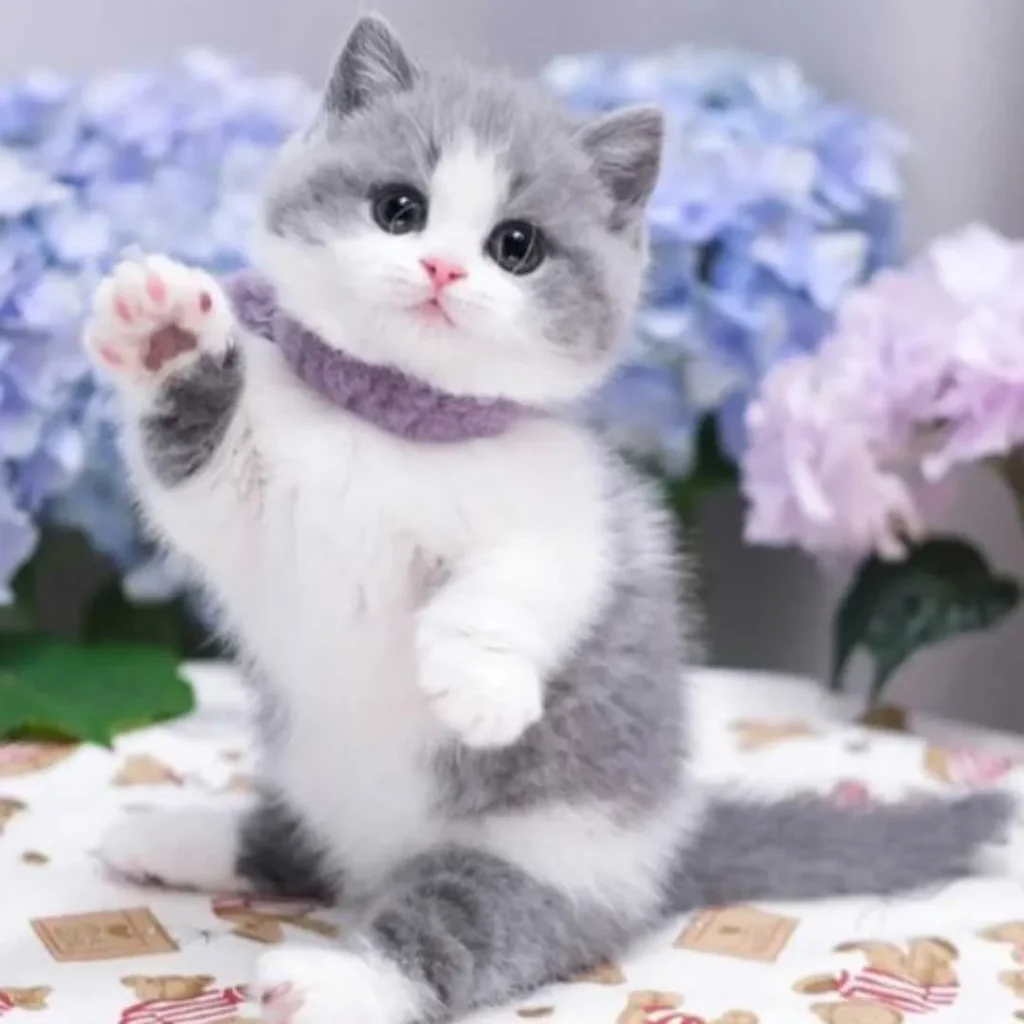گربه با مزه