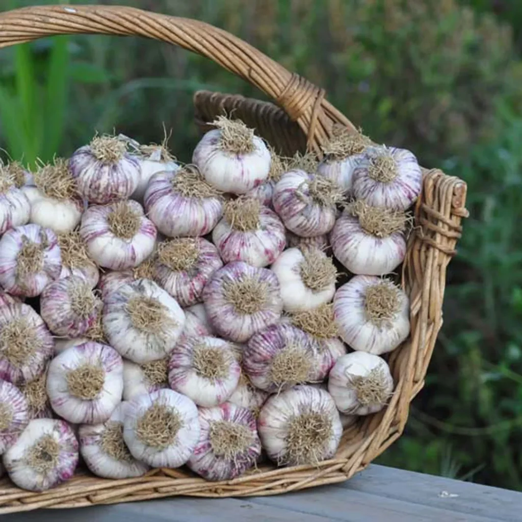 سیر تازه