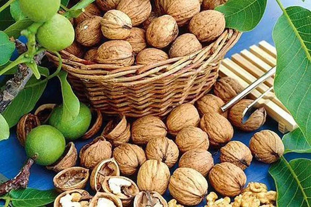 خواص بی نظیر گردو برای سلامتی بدن
