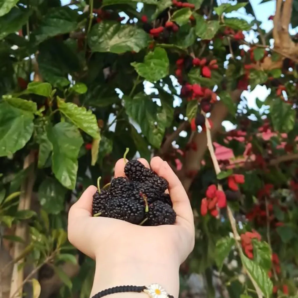 خواص بی نظیر میوه توت