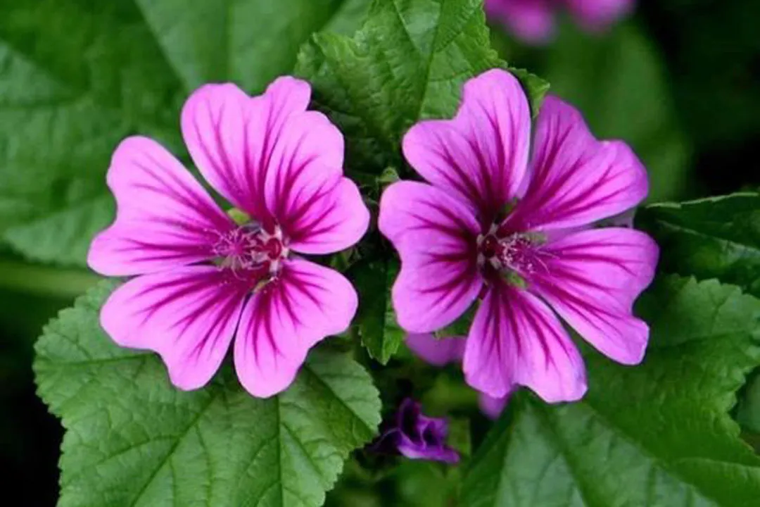 دانستنی هایی درباره خواص بی نظیر گل پنیرک