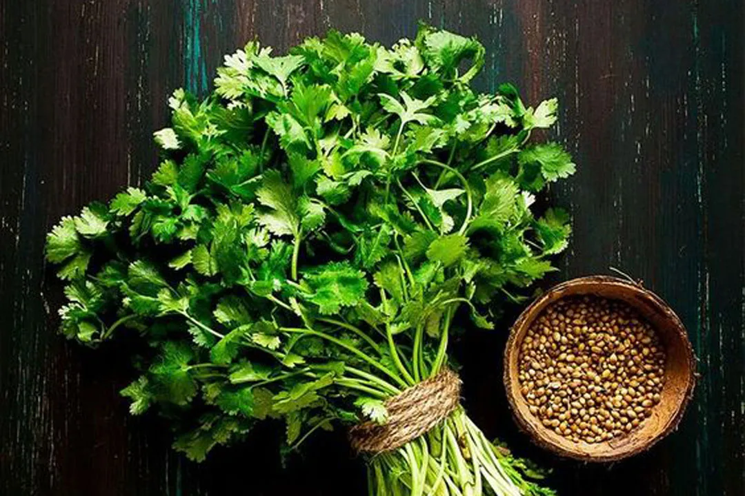گشنیز و خواص شگفت انگیز آن برای سلامتی