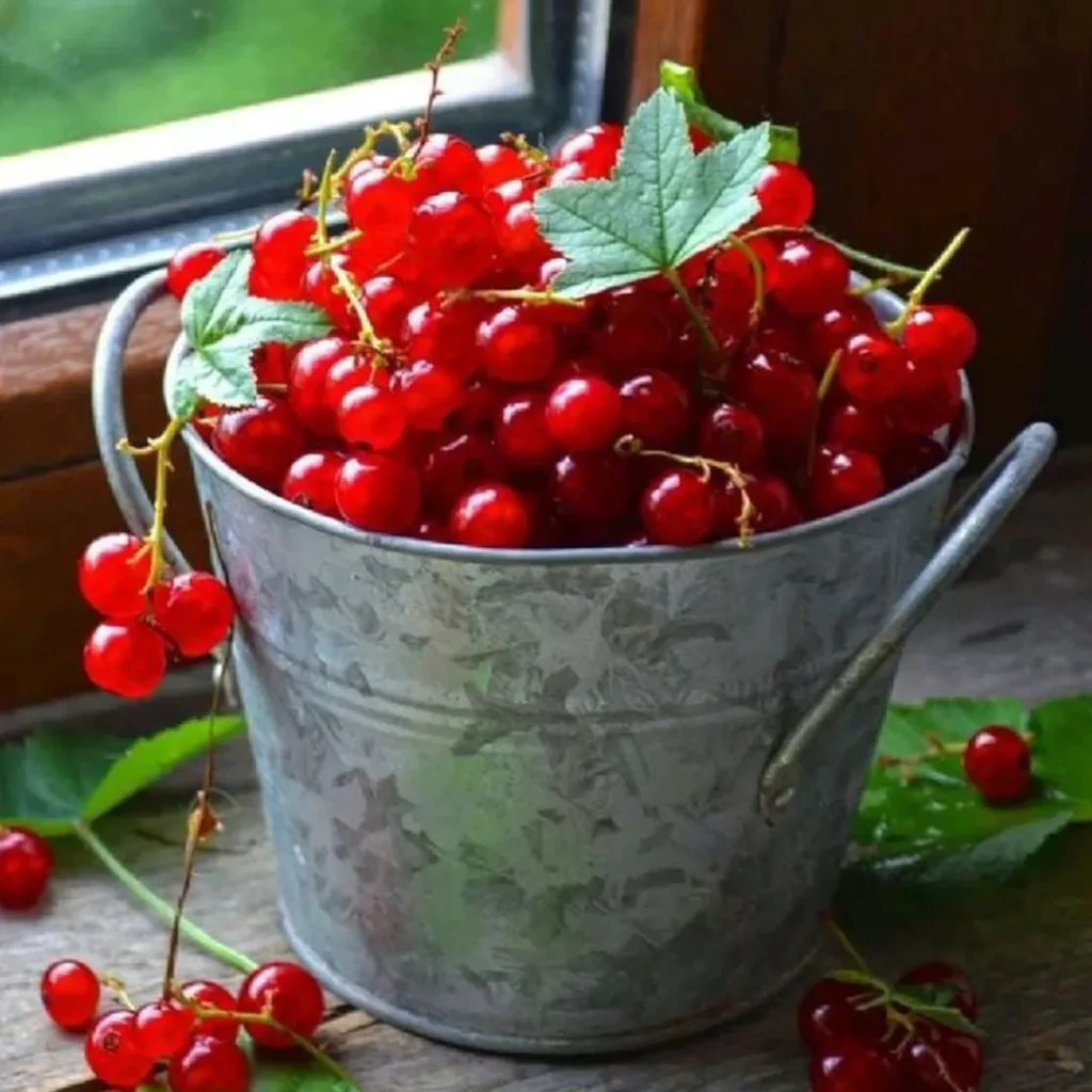 خواص انگور ژاپنی