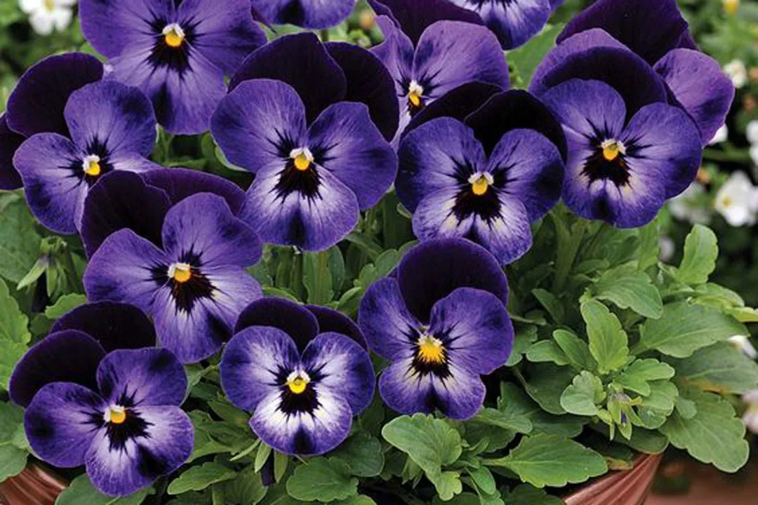 دانستنی هایی درباره خواص بی نظیر گل بنفشه