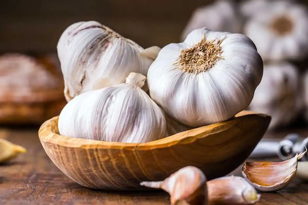 سیر؛ گیاهی شگفت‌ انگیز برای تقویت سیستم ایمنی و بهبود سلامت قلب