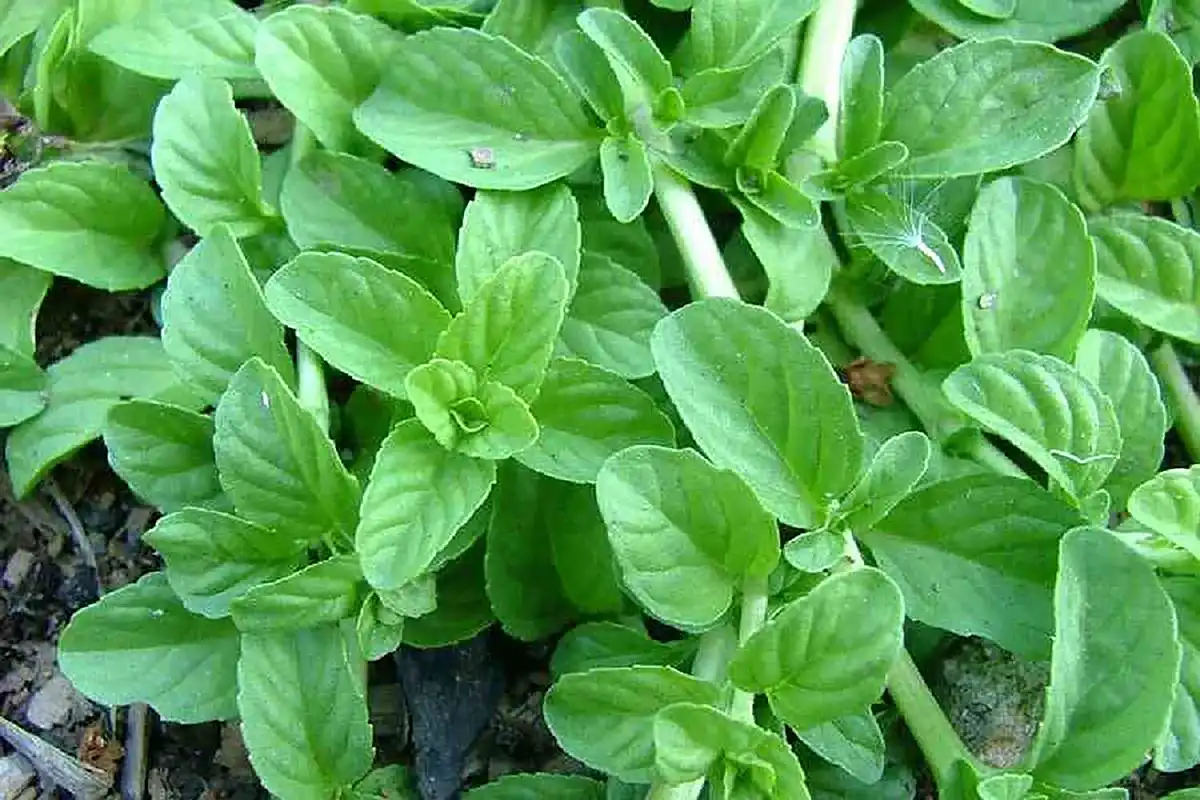 سبزی‌ های محلی شمالی؛ گنجینه‌ ای از طعم و خاصیت برای سلامت بدن