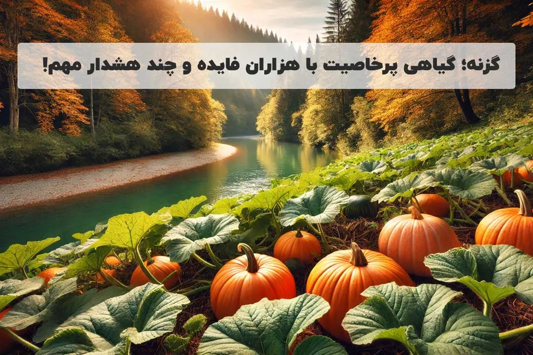 کدو حلوایی؛ گیاهی پرخاصیت با فواید متعدد برای سلامت بدن