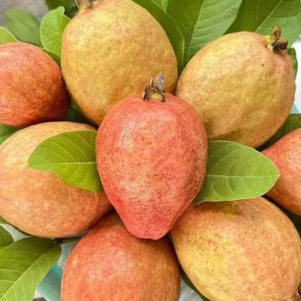 خواص گواگوا روبی