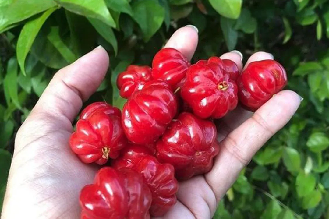 دانستنی هایی درباره خواص شگفت انگیز گیلاس سورینام