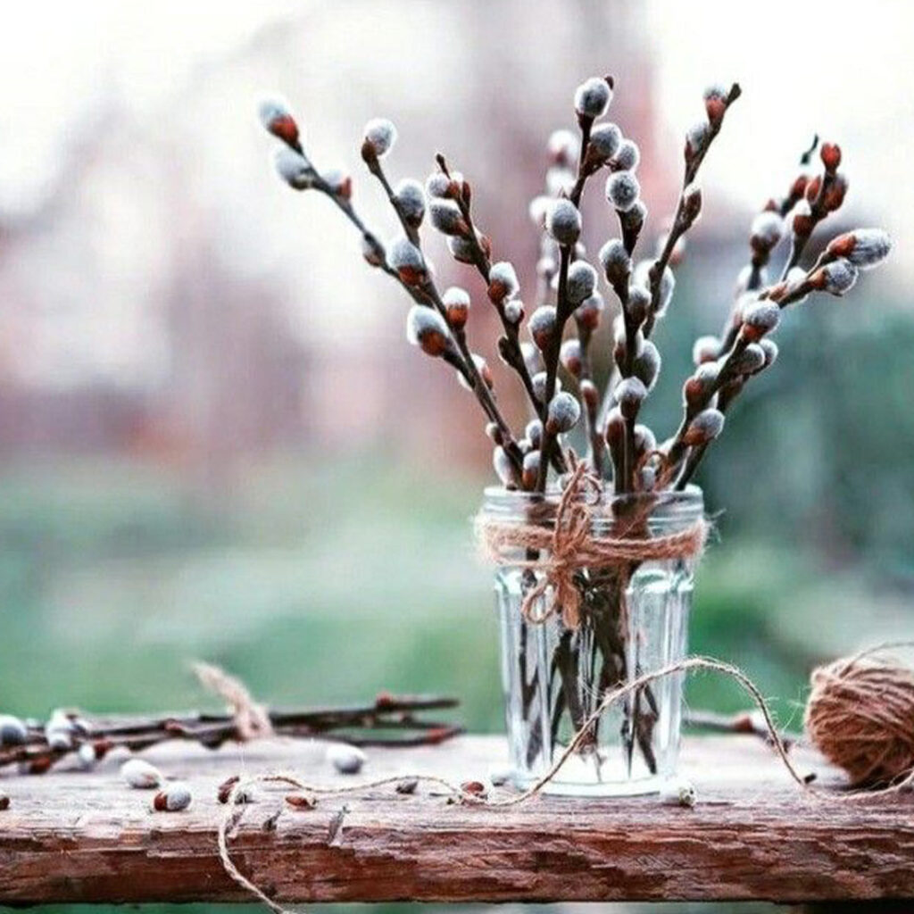 بیدمشک 