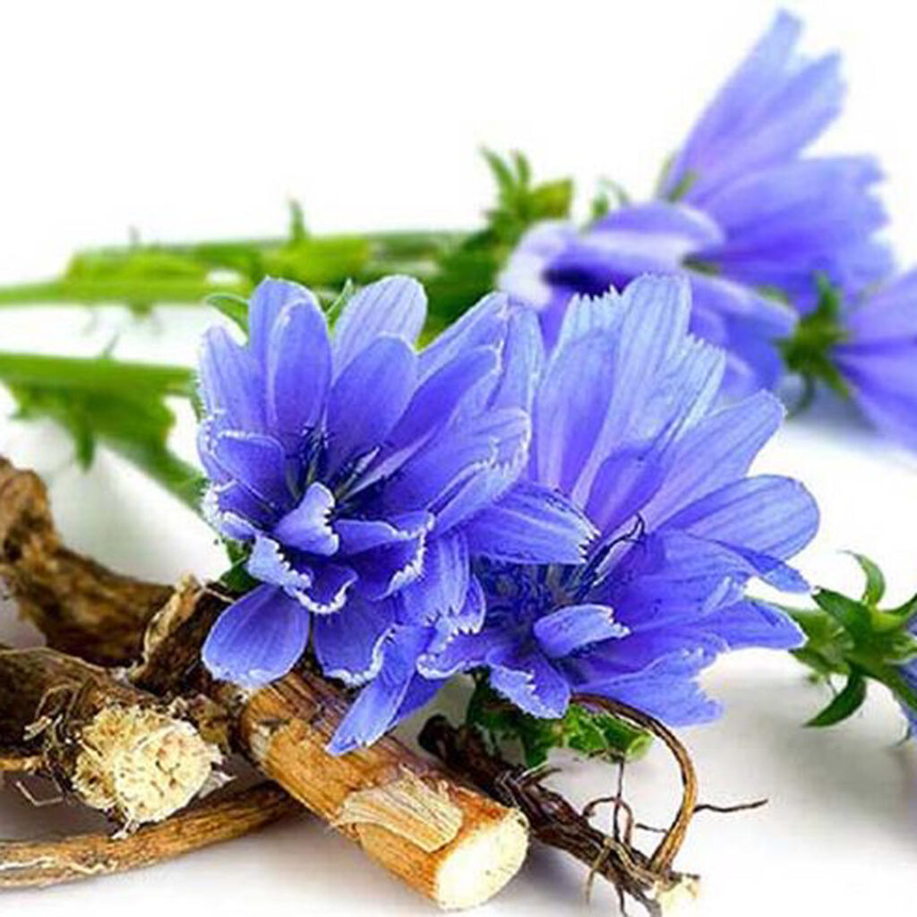 خواص کاسنی