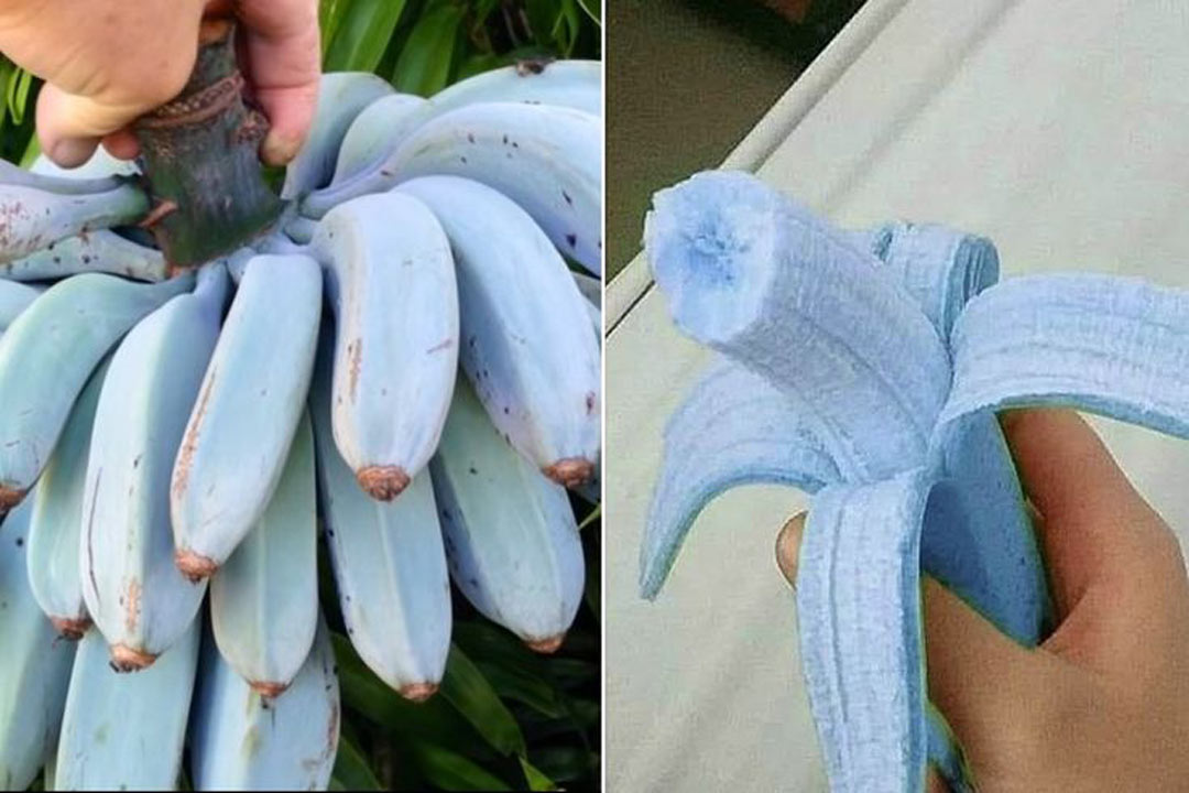 موز آبی جاوا و خواص گفت انگیز آن برای سلامتی