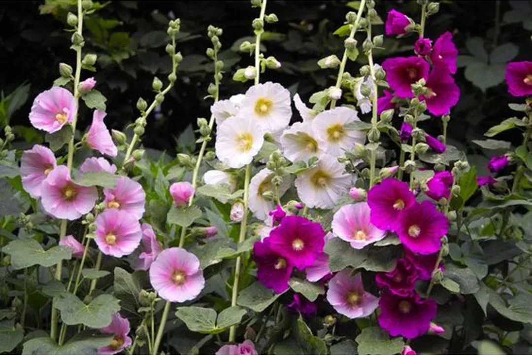 گل ختمی و خواص بی نظیر آن برای سلامتی