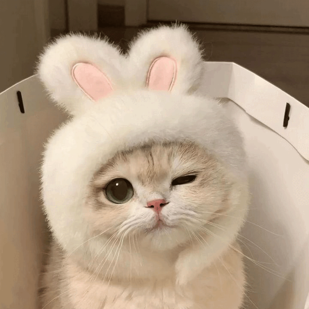 عکس گربه بانمک