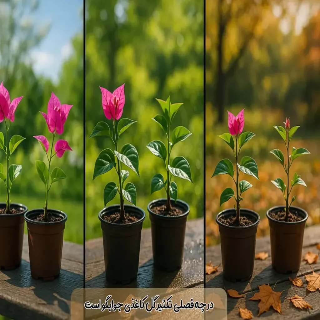 بهترین فصل برای تکثیر گل کاغذی کی است