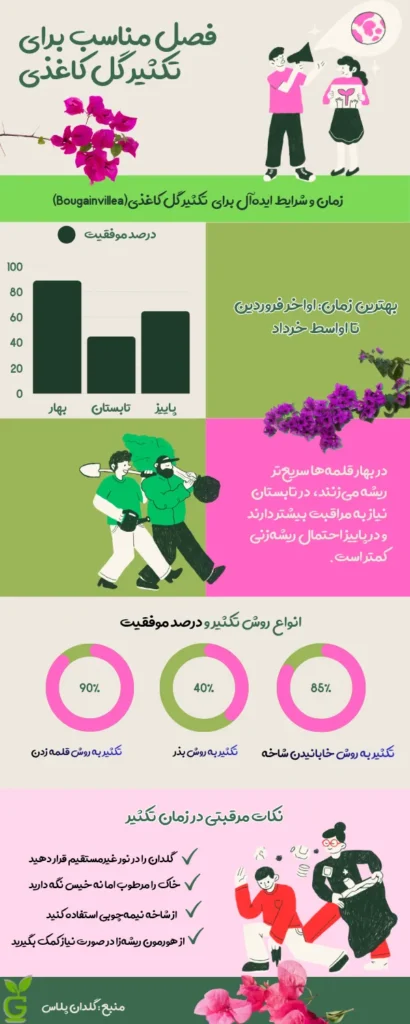 تکثیر گل کاغذی  به روش قلمه صفر تا صد