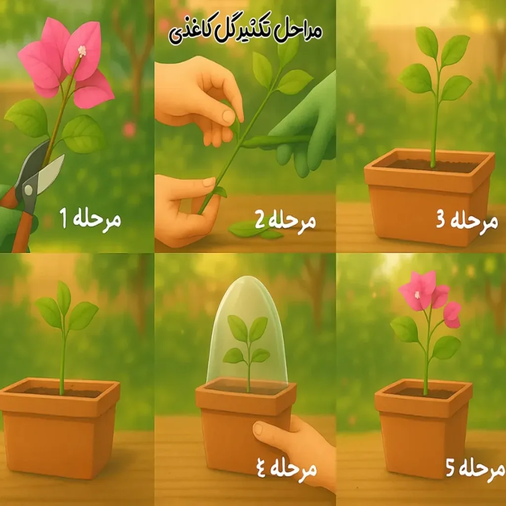 مراحل قلمه زدن گل کاغذی به صورت تصویری