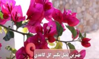 بهترین فصل تکثیر گل کاغذی ؟ نکات طلایی تکثیر
