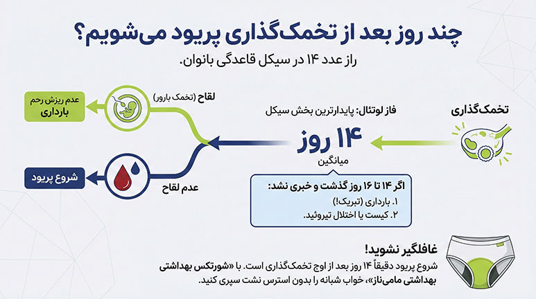محاسبه زمان تخمک گذاری