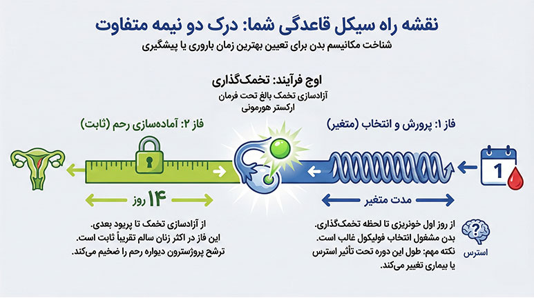 اینفوگرافی سیکل قاعدگی